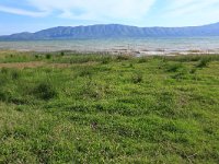 AL, Shkoder, Shkoder 92, Saxifraga-Hans Boll