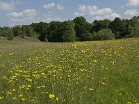 B, Liege, Plombieres 25, Saxifraga-Willem van Kruijsbergen