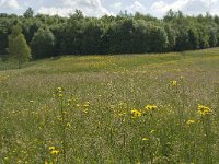 B, Liege, Plombieres 9, Saxifraga-Willem van Kruijsbergen