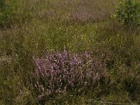 B, Limburg, Kinrooi, Smeetshof 34, Saxifraga-Jan van der Straaten