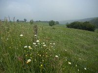 B, Limburg, Voeren, Remersdaal 8, Saxifraga-Willem van Kruijsbergen