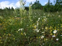F, Aveyron, Causse du Larzac 1, Saxifraga-Dirk Hilbers