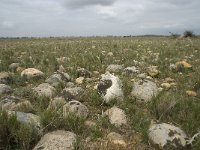 F, Bouches-du-Rhone, Saint Martin-de-Crau, Peau de Meau 28, Saxifraga-Willem van Kruijsbergen