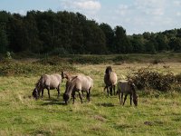 D, Niedersachsen, Haseluenne, Haseluenner Kuhweide 2, Saxifraga-Hans Dekker