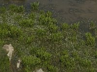 GR, Crete, Lasithi, Lasithi Plain 12, Saxifraga-Willem van Kruijsbergen