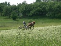 LV, Alytus, Alytus 1, Saxifraga-Hans Boll