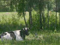 LV, Alytus, Alytus 3, Saxifraga-Hans Boll