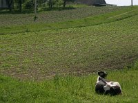 LV, Alytus, Alytus 4, Saxifraga-Hans Boll