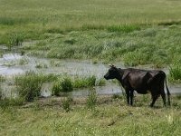 LV, Alytus, Alytus 5, Saxifraga-Hans Boll