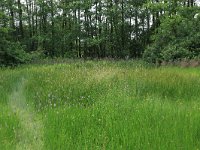 NL, Drenthe, Aa en Hunze, Drentsche Aa 114, Saxifraga-Hans Boll