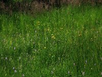 NL, Drenthe, Aa en Hunze, Drentsche Aa 116, Saxifraga-Hans Boll