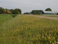 NL, Flevoland, Noordoostpolder, Marknesse 1, Saxifraga-Hans Dekker