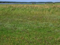 NL, Friesland, Dongeradeel, Zoutkamperplaat 36, Saxifraga-Hans Boll