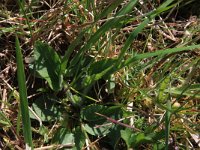 NL, Gelderland, Brummen, Cortenoever 18, Saxifraga-Hans Boll