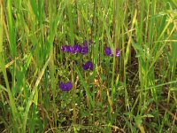 NL, Gelderland, Brummen, Cortenoever 29, Saxifraga-Hans Boll
