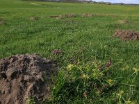 NL, Gelderland, Brummen, Cortenoever 33, Saxifraga-Hans Boll