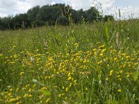 NL, Gelderland, Buren, Tichelgaten 24, Saxifraga-Willem van Kruijsbergen
