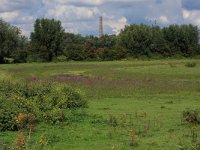 NL, Gelderland, Druten, Afferdensche en Deestsche Waarden 1, Saxifraga-Hans Boll