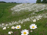 NL, Gelderland, Lingewaard, Bemmelsche en Gendtsche Waard 1, Saxifraga-Henk Sierdsema