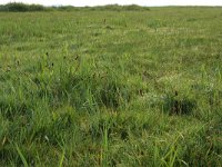 NL, Groningen, De Marne, Ballastplaat 10, Saxifraga-Hans Boll