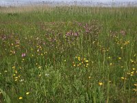 NL, Groningen, De Marne, Ballastplaat 6, Saxifraga-Hans Boll
