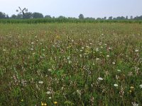NL, Groningen, De Marne, Robbenoord 7, Saxifraga-Hans Boll
