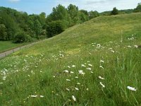 NL, Limburg, Voerendaal, Putberg 2, Saxifraga-Willem van Kruijsbergen