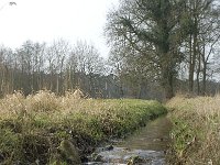 NL, Noord-Brabant, Baarle-Nassau, Baarlebrug, Staakheuvelseloop 6, SaxifragaWillem van Kruijsbergen