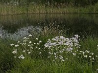 NL, Noord-Brabant, Baarle-Nassau, De Manke Goren 123, Saxifraga-Willem van Kruijsbergen