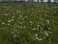 NL, Noord-Brabant, Baarle-Nassau, De Manke Goren 184, Saxifraga-Jan van der Straaten