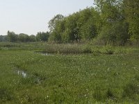 NL, Noord-Brabant, Baarle-Nassau, De Manke Goren 74, Saxifraga-Willem van Kruijsbergen