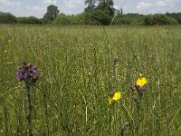NL, Noord-Brabant, Baarle-Nassau, De Manke Goren 93, Saxifraga-Willem van Kruijsbergen