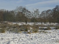 NL, Noord-Brabant, Eindhoven, Bokt 4, Saxifraga-Marijke Verhagen