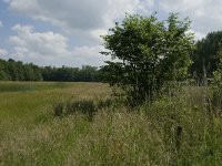 NL, Noord-Brabant, Tilburg, Nieuwe Tiend 14, Saxifraga-Jan van der Straaten