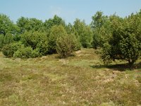 NL, Overijssel, Ommen, Junnerkoeland 21, Saxifraga-Willem van Kruijsbergen