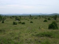 F, Gard, Blandas, Causse de Blandas 1, Saxifraga-Dirk Hilbers