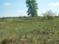 H, Bacs-Kiskun, Kiskunsag NP 12, Saxifraga-Ferenc Sipos