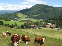 AU, Steiermark, Murau 1, Saxifraga-Jonathan Vandevoorden
