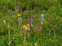 AU, Vorarlberg, Faschina 3, Saxifraga-Hans Dekker