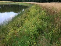 NL, Gelderland, Heumen, Overasseltsche en Hatertsche vennen 146, Saxifraga-Hans Boll