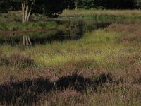 NL, Gelderland, Heumen, Overasseltsche en Hatertsche vennen 34, Saxifraga-Hans Boll