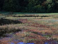 NL, Gelderland, Heumen, Overasseltsche en Hatertse vennen 426, Saxifraga-Hans Boll