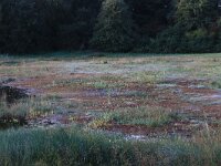 NL, Gelderland, Heumen, Overasseltsche en Hatertse vennen 429, Saxifraga-Hans Boll