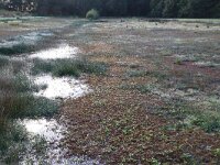 NL, Gelderland, Heumen, Overasseltsche en Hatertse vennen 430, Saxifraga-Hans Boll