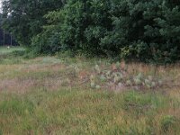 NL, Gelderland, Wijchen, Wijchens Ven 54, Saxifraga-Hans Boll