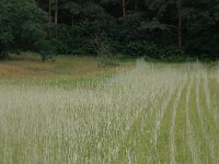 NL, Gelderland, Wijchen, Wijchens Ven 58, Saxifraga-Hans Boll