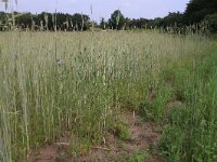 NL, Gelderland, Wijchen, Wijchens Ven 76, Saxifraga-Hans Boll