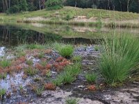 NL, Gelderland, Wijchen, Wijchens Ven 77, Saxifraga-Hans Boll