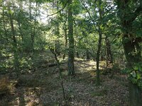 NL, Gelderland, Wijchen, Wijchense vennen 402, Saxifraga-Hans Boll