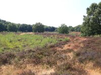 NL, Gelderland, Wijchen, Wijchense vennen 42, Saxifraga-Hans Boll